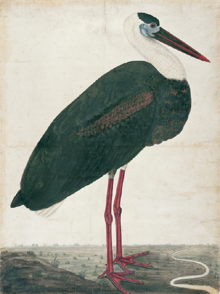 Black Stork in a Landscape